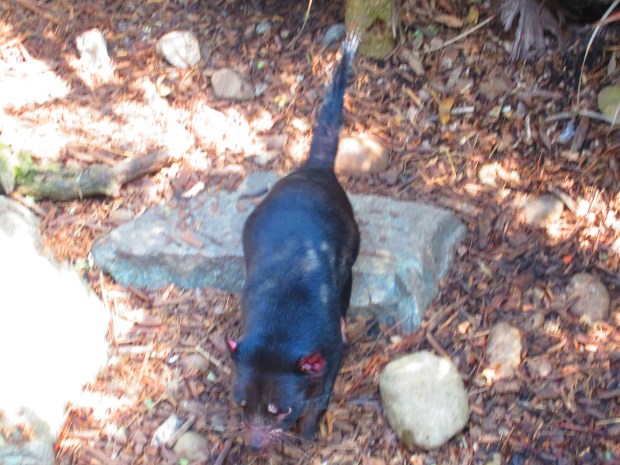 Here's a Tasmanian devil. They're shy little creatures and fast, which made getting a good pic pretty much impossible. 