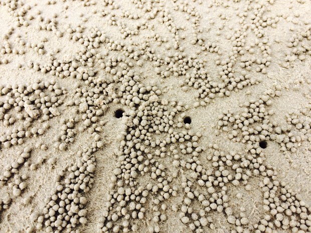There were little crabs on one of the beaches that we visited. Just like in the US, the dig little holes. Unlike in the US though, the scoop out the sand as little balls that are arranged all around the holes they dig. 