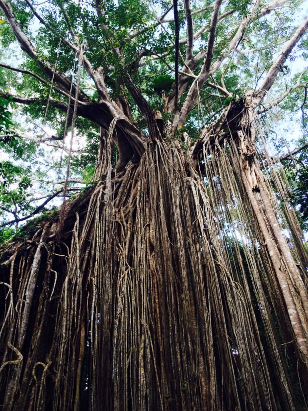 Crazy fig tree with roots like we'd never seen before.