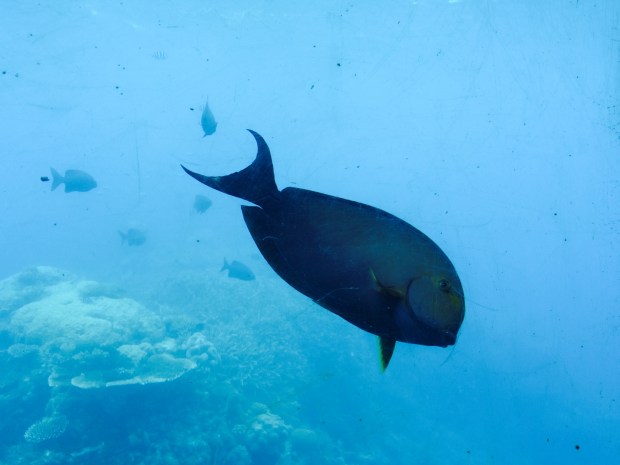 Lame photo from the observation area of the pontoon we snorkeled from on the reef. Trust me, this doesn't begin to do it justice.